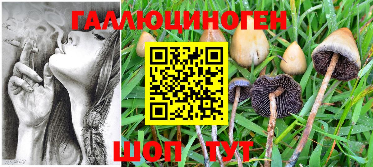 Галлюциногенные грибы Psilocybe  Вход с VPN  Апшеронск 